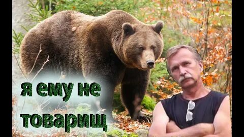Товарищ медведь