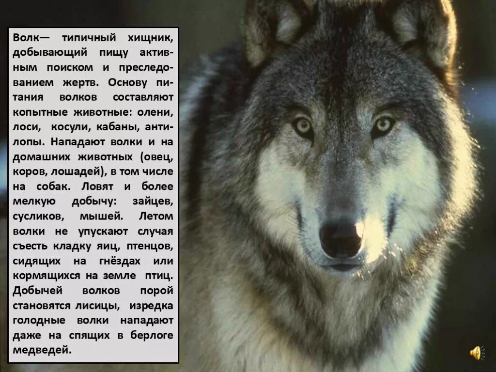 Характеристика волка. Проект на тему волк. Волк краткое описание. Небольшое описание волка. Текст волк и собака