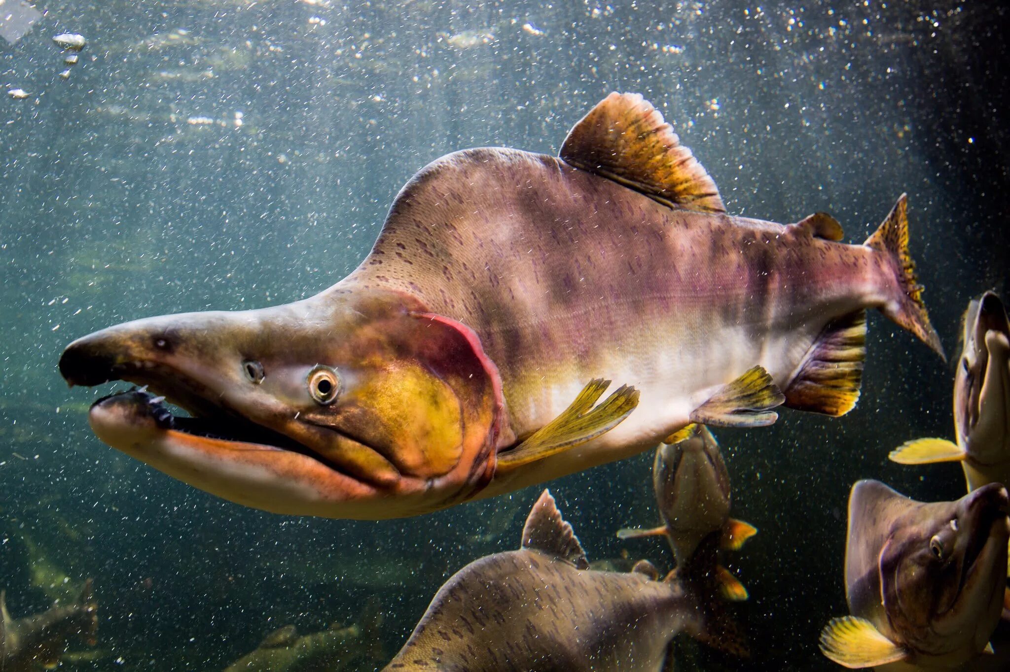 Горбуша рыба. Горбуша Тихоокеанская. Горбуша (Oncorhynchus gorbuscha). Тихоокеанский лосось горбуша. Рыбу можно любую