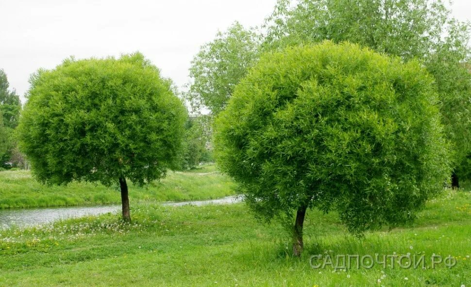 Округла крона. Ива ломкая bullata. Ива ломкая (шаровидная) Salix fragilis. Ива ломкая шаровидная. Ива Булата шаровидная.