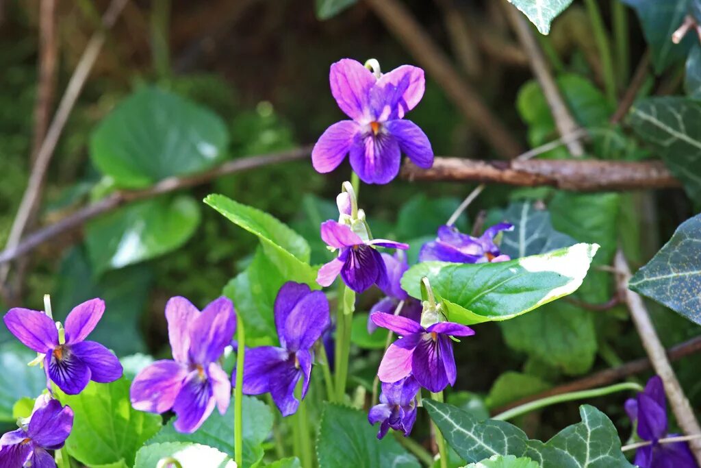 Ароматно лесной. Фиалка (viola odorata). Ароматно лесной. Фиалка душистая розеа. Фиалка душистая царская.