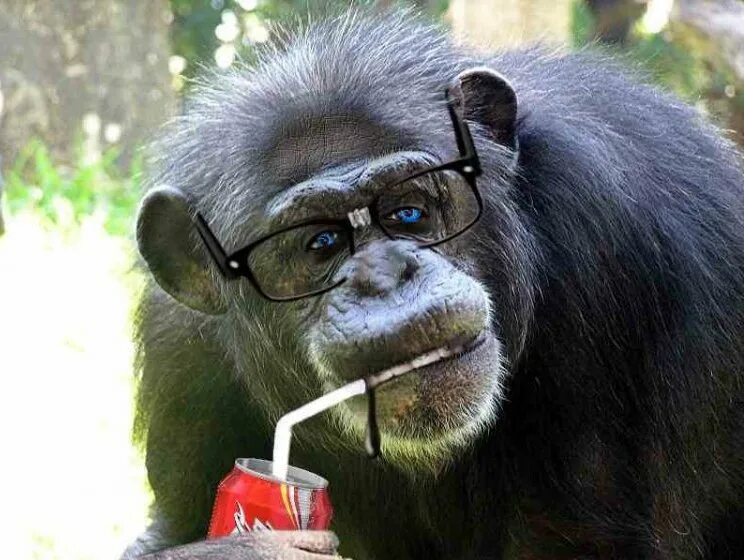 мартышка с очками. обезьянка в очках. обезьянка с очками. мартышка в очках. мартышка в очках.