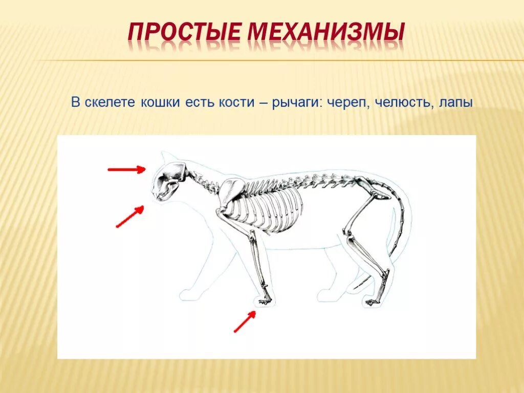 2 рычаг в скелете человека. Рычаги у животных. Рычаги в теле животных. Рычаги у животных физика. Рычаги в природе у животных.