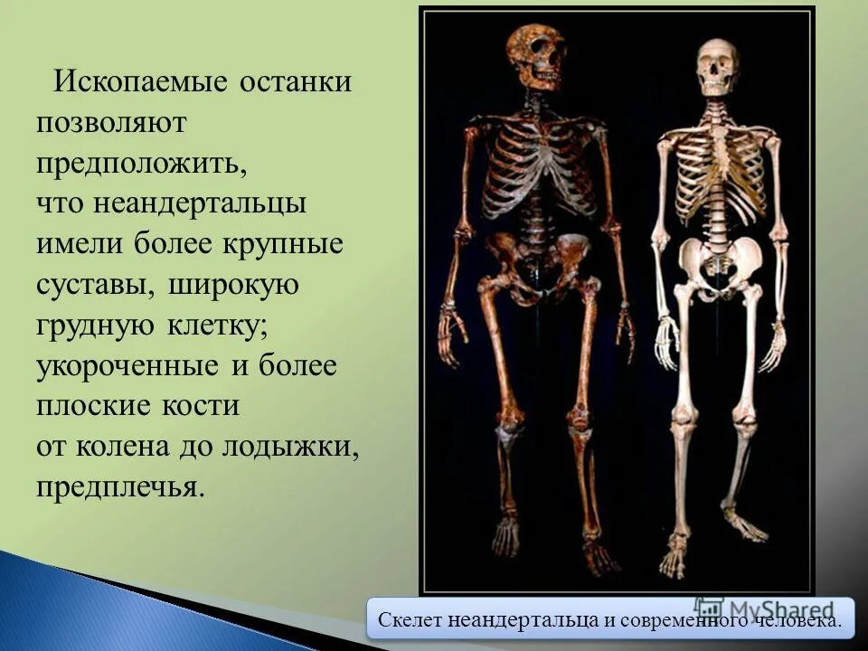Скелет предложения. Скелет неандертальца и человека. скелет неандертальца и современного человека. полный скелет неандертальца.