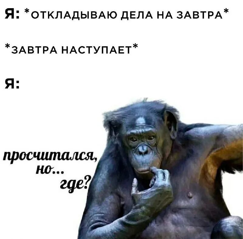 Дурные коты. Но вы же меня не видели. Ты втираешь мне какую-то дичь. Че мем. Мем но.