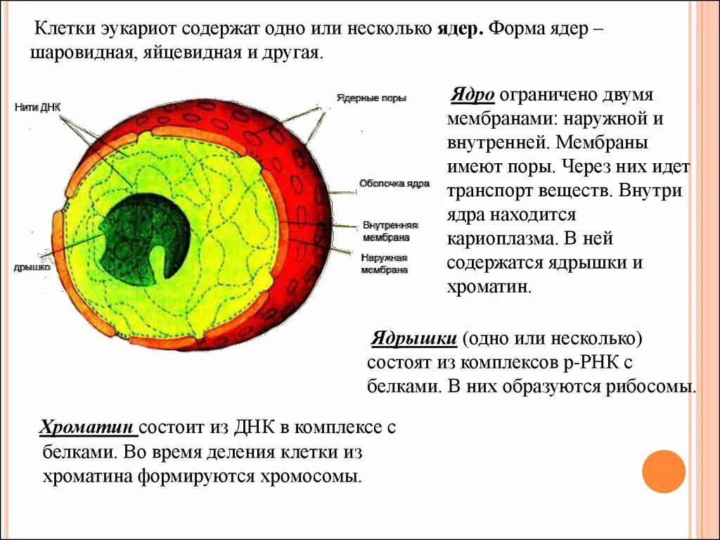 Какие структуры в ядрах содержат днк. Строение ядра хроматин. Строение ядра клетки. Ядро и ядрышко. Ядрышко клетки.