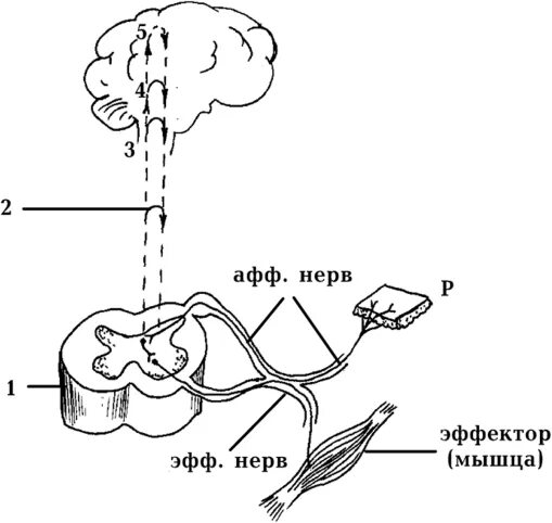 Нисходящий нерв. Элементарная схема безусловного рефлекса. Проводящие пути спинного мозга таблица восходящие и нисходящие. Рефлекторная дуга восходящие и нисходящие пути. Восходящий проводящие пути ЦНС.