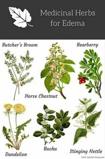 Herbs перевод