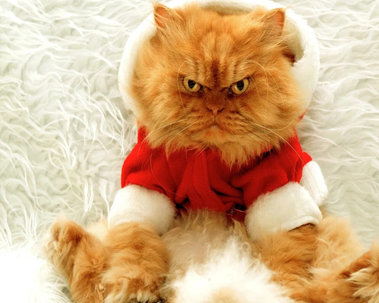 Кот новый год. Новогодний котенок на белом фоне. Новогодний котенок на белом фоне. Новогодний кот. Новогодние котята.