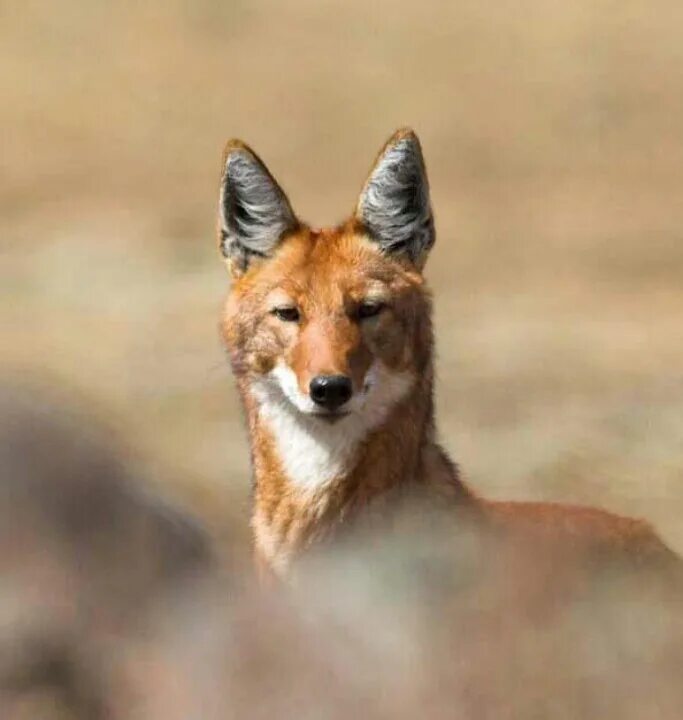 Эфиопский шакал. Эфиопский гривистый волк. canis simensis. эфиопский волк фото.