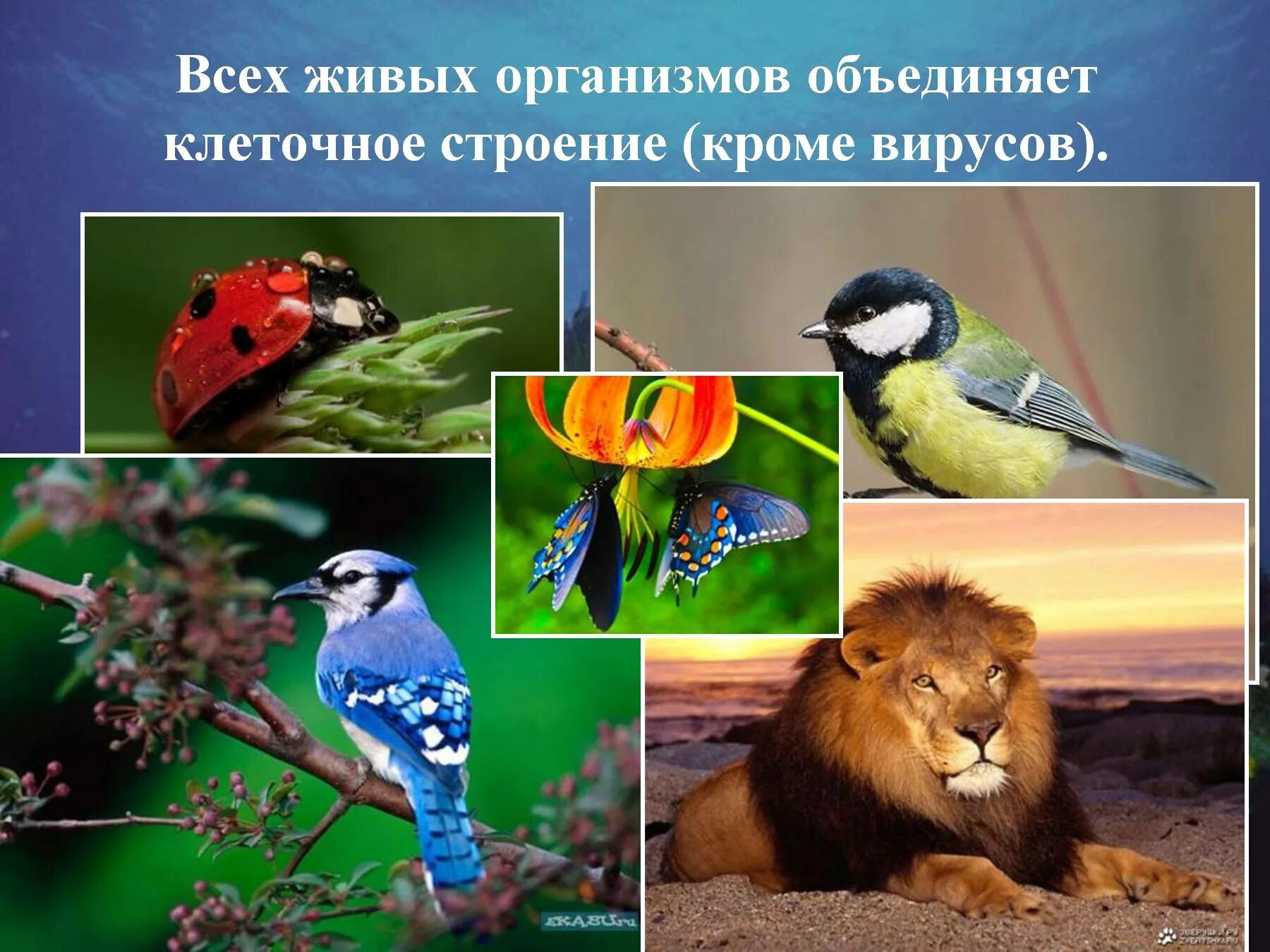 Что объединяет все живые организмы. Строение живых организмов. Цвет необходим живым организмам для