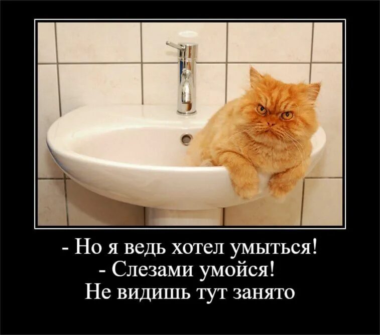 Там умоешься