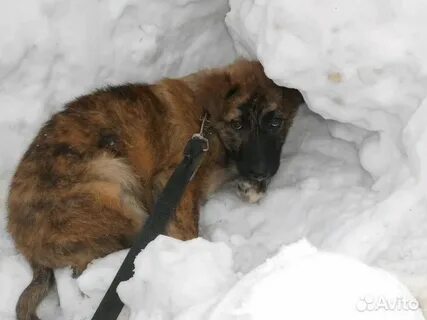 Приют череповец