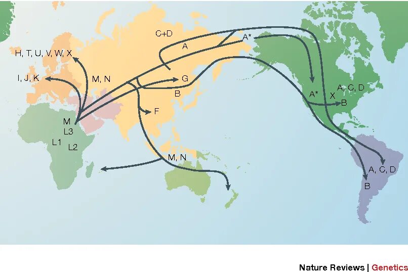 Расселение и миграция. Гаплогруппы МТДНК. Карта расселения гаплогруппы. Пути миграции гаплогруппы j. Гаплогруппа l3 (МТДНК).
