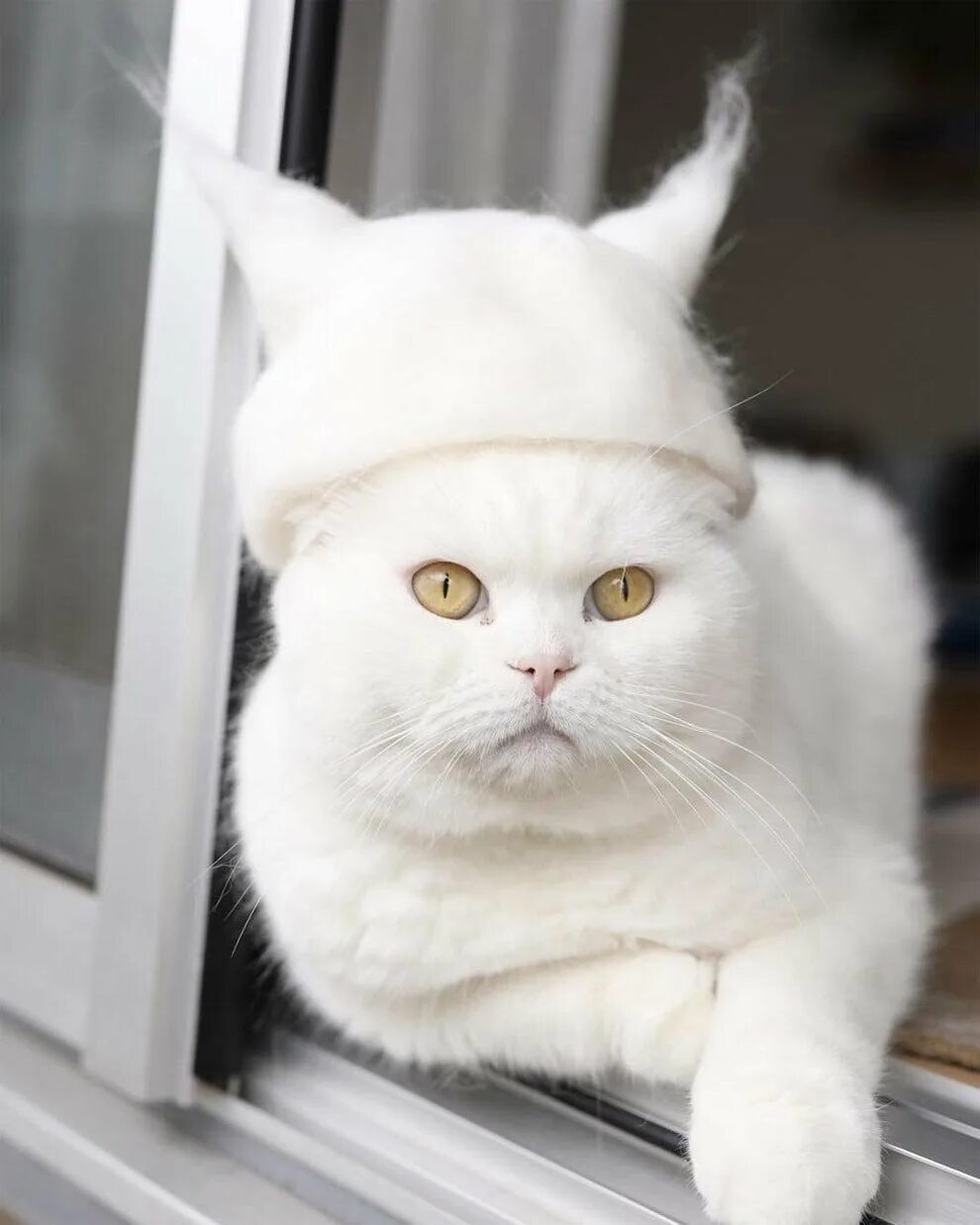 Белый кот прикол. Смешной белый кот. шапочка из кошачьей шерсти. кот с круглой мордой. смешная белая кошка.