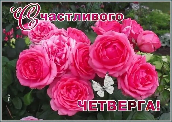 Розы четверг. Открытка. Открытки прекрасного четверга. Счастливого четверг четверга красивые. Приятного четверга открытки.