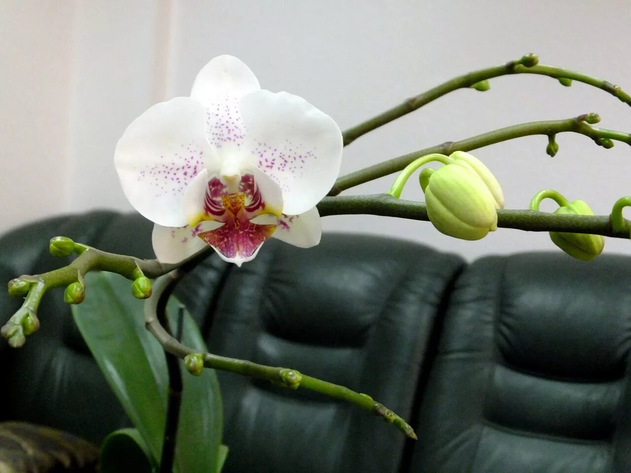 Орхидея Phalaenopsis Kellion. Орхидея Phalaenopsis 'Radiance. Орхидея фаленопсис Beaumonde. Фаленопсис Phal. Radiance. Начала цвести орхидея