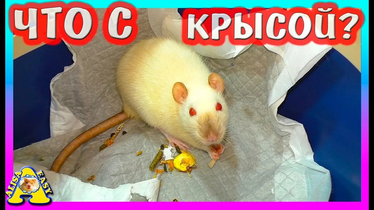 Крыса алиса. Уборка у крыс. Крыса умывается. Алиса ты крыса. Крыска ириска.