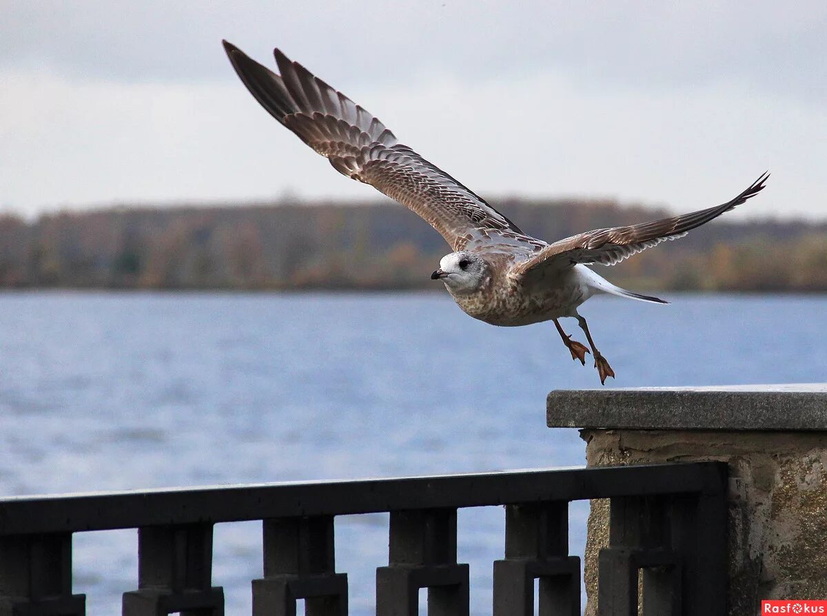 Птица в дали. Птицы вдалеке. Птицы в небе. Орел над степью. Клин перелетных птиц в небе.