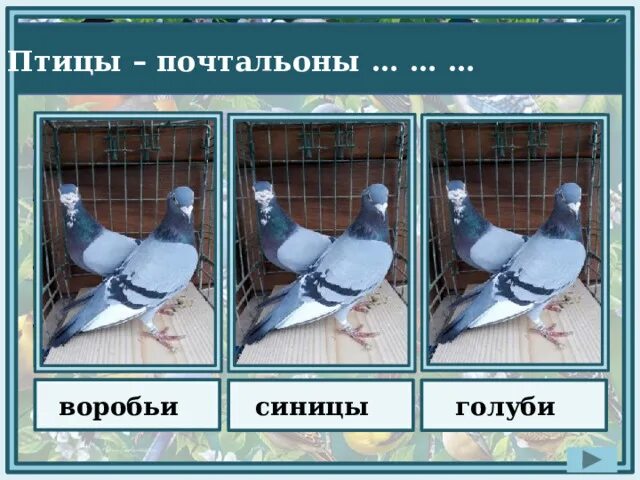 Летели птицы голуби синицы