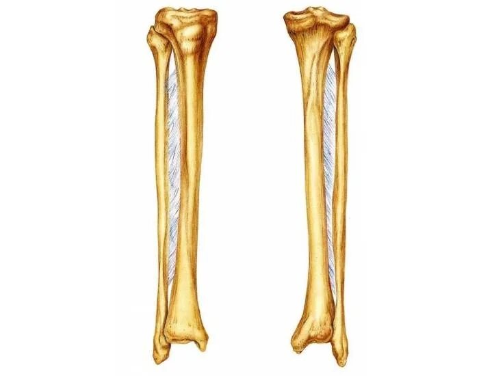 Большая берцовая кость плоская. Большеберцовая кость анатомия человека. Строение большой берцовой кости. Большая берцовая кость плоская. Голень большеберцовая кость.