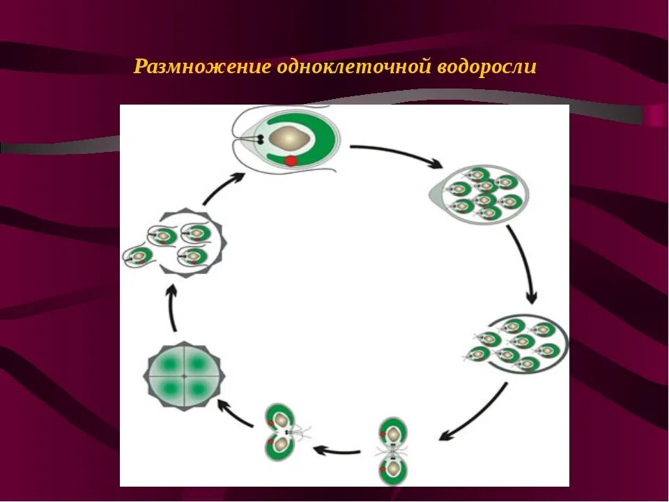 Цикл размножения одноклеточных организмов. Размножение одноклеточных водорослей. Цикл развития одноклеточных организмов. Циклы развития одноклеточных организмов рисунок.