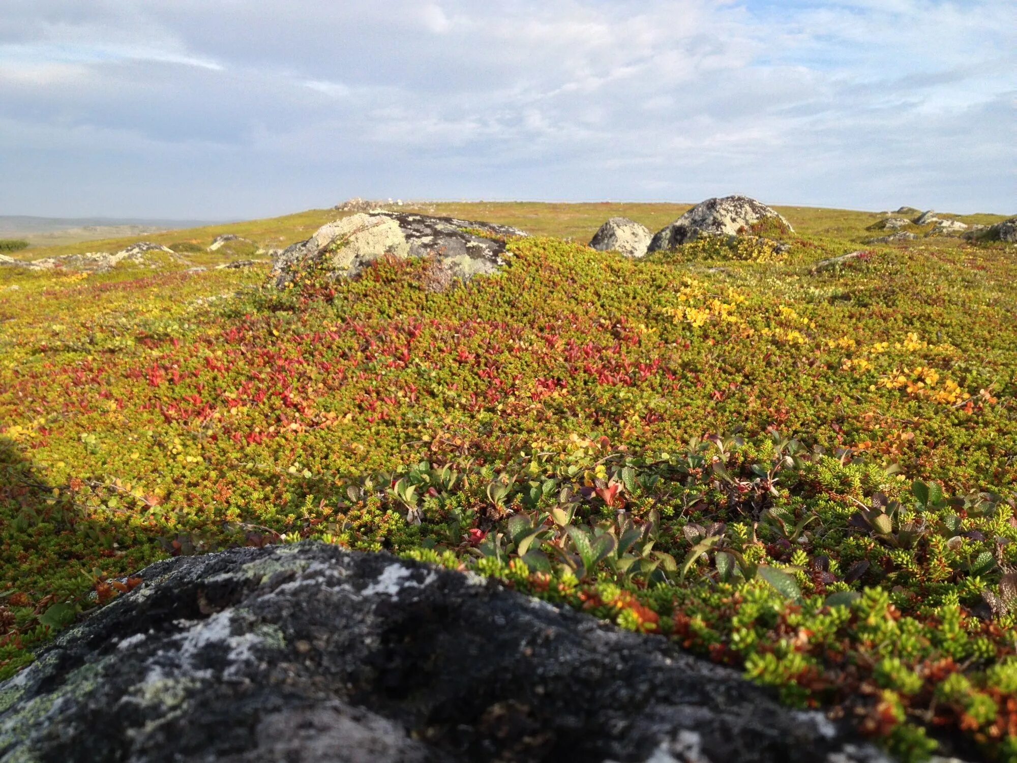 Мохово-кустарничковая тундра. Под тундра. Ерниковая тундра. Мохово-лишайниковая тундра. Арктическая мохово-лишайниковая тундра.
