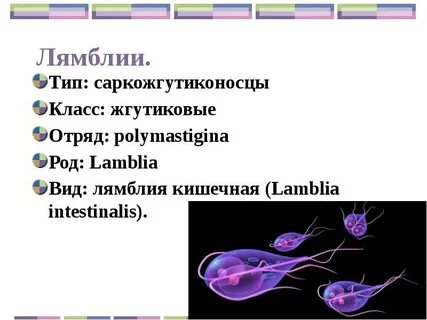 Какой тип питания у лямблии кишечной