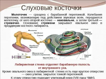 Слуховая косточка упирающаяся в барабанную