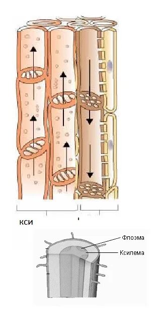 Флоэма Ксилема Луб. Строение ксилемы и флоэмы. Флоэма и Ксилема в стволе. Ксилема флоэма схема. Флоэма ток