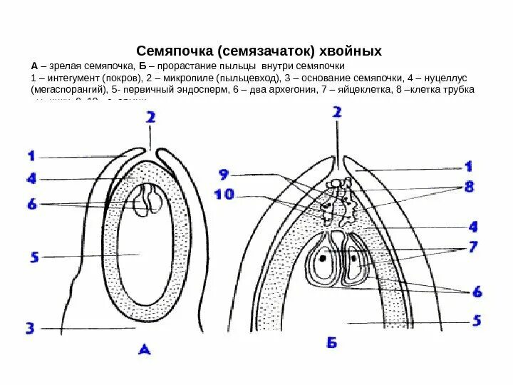 Строение семяпочки. Семяпочка голосеменных. Микропиле голосеменных. Семязачаток сосны.