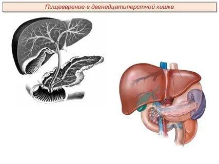 Двенадцатиперстная кишка пищеварительные соки