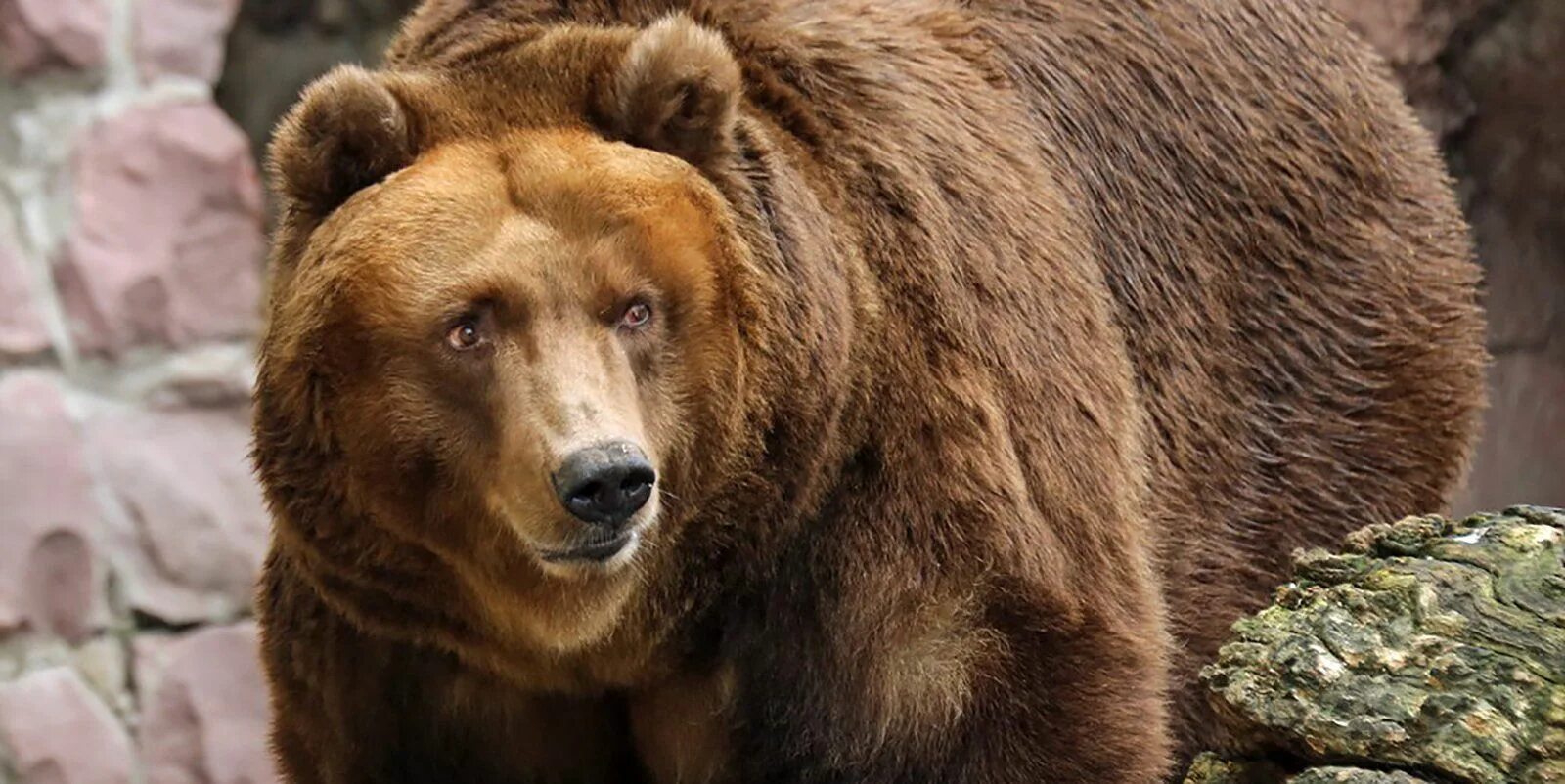 Сколько живут медведи в неволе. Московский зоопарк бурый медведь. Остров зверей в Московском зоопарке. Медведь в зоопарке. Бурый медведь в зоопарке.