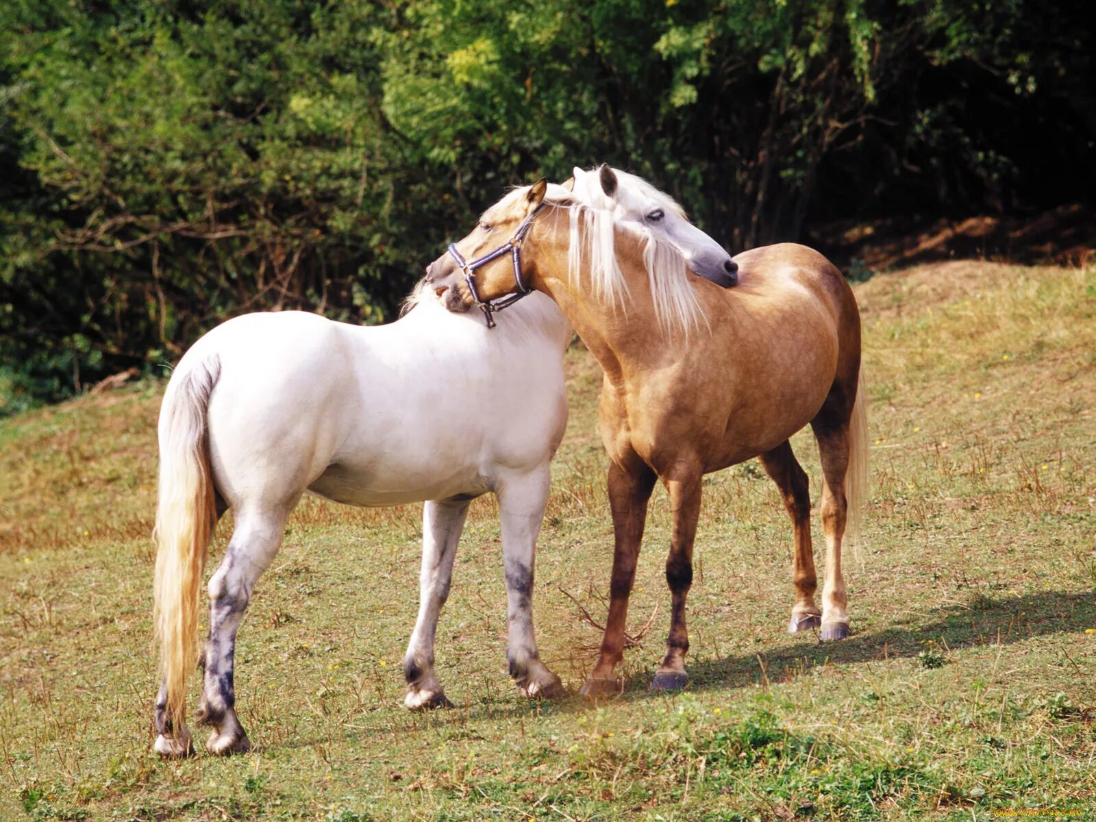 Несколько лошадок. Влюбленные лошади. Лошади обнимаются. Пара лошадей. Картинки лошадей красивые.