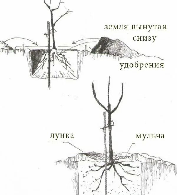 Когда сажать вишню весной. Посадка саженцев черешни. Посадка саженца черешни. Правильная посадка саженца черешни. Правильная посадка саженца яблони.