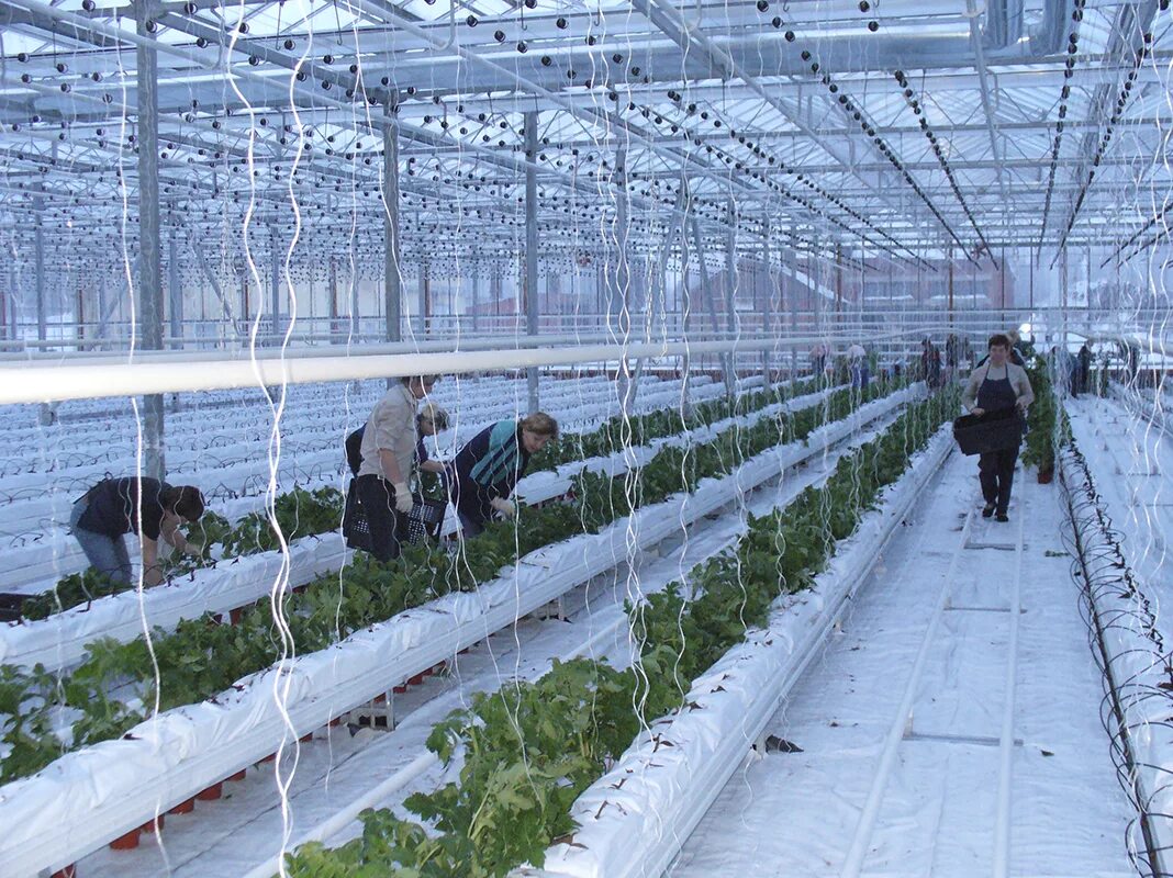 Тепличный вологда режим работы. Насон город газета вологда. Тепличный комбинат вологда. Тепличный вологда режим работы. Козинский тепличный комбинат смоленск.