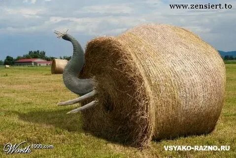 Хоботиться