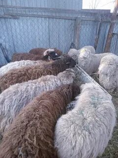 Продам барашков