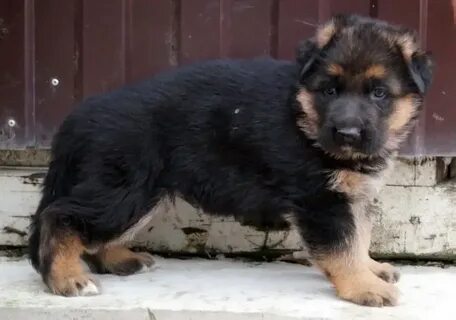 Орыс порно онлайн хлороформмен ұйықтап жатыр