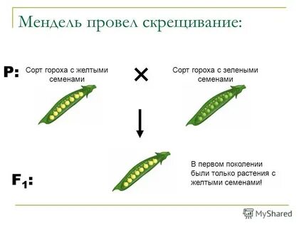 Эксперименты менделя