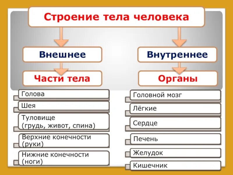 Внешнее и внутреннее строение тела 2 класс. Строение тела человека внешнее и внутреннее заполнить. внутреннее и внешнее личность. структура тела пример. внутреннее строение организма обезьяны.