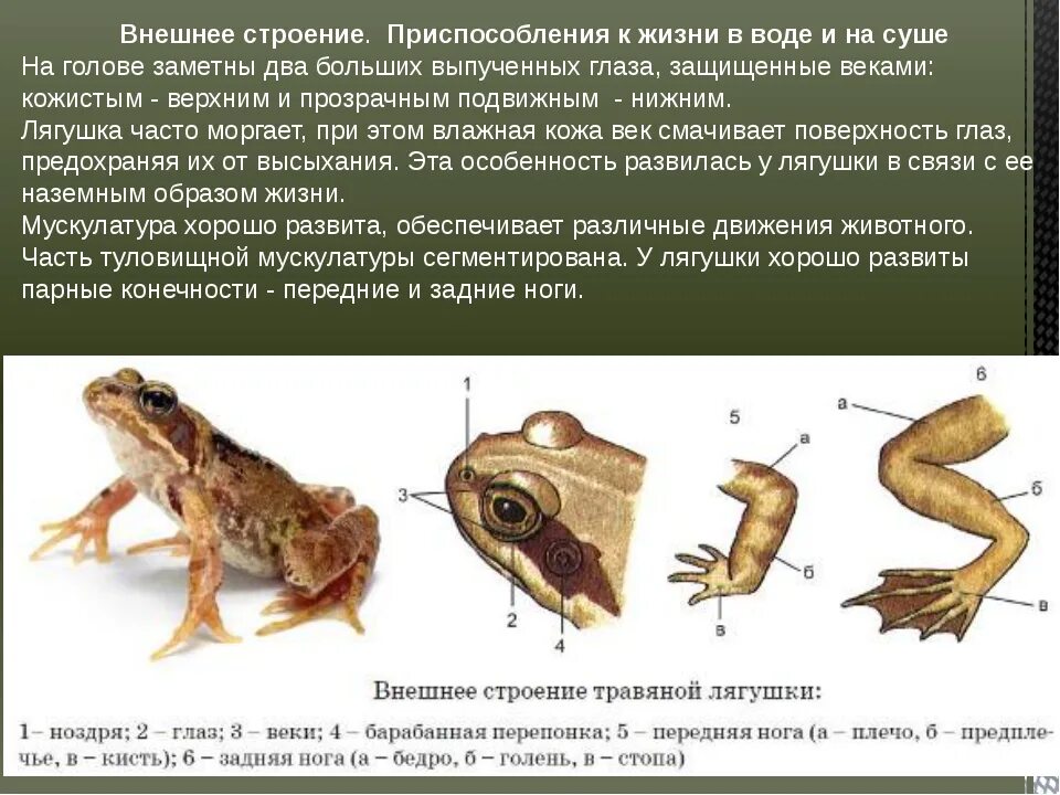 Особенности организма земноводных. Внешнее строение травяной лягушки. Внешнее строение земноводных лягушки. Внешнее строение головы лягушки. Внешнее строение лягушки обыкновенной.