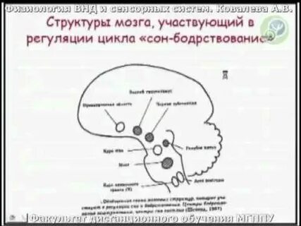 Регуляция сна