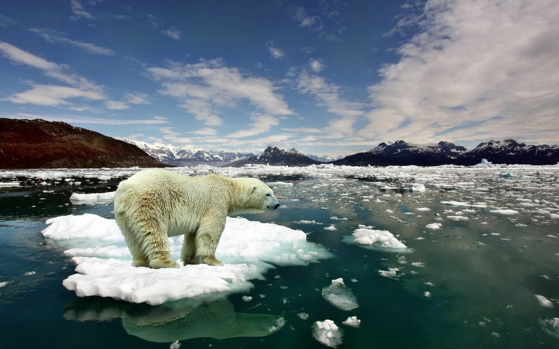 Ice animals. Северный Ледовитый океан белый медведь. Белый медведь арктических пустынь. Среда обитания белого медведя. Белый медведь на льдине.