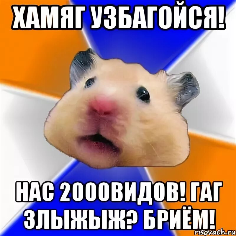 Хомяк мем крипта. Мемы с хомяками. хамяг. хомячки мемы. хомяк в руке мем.
