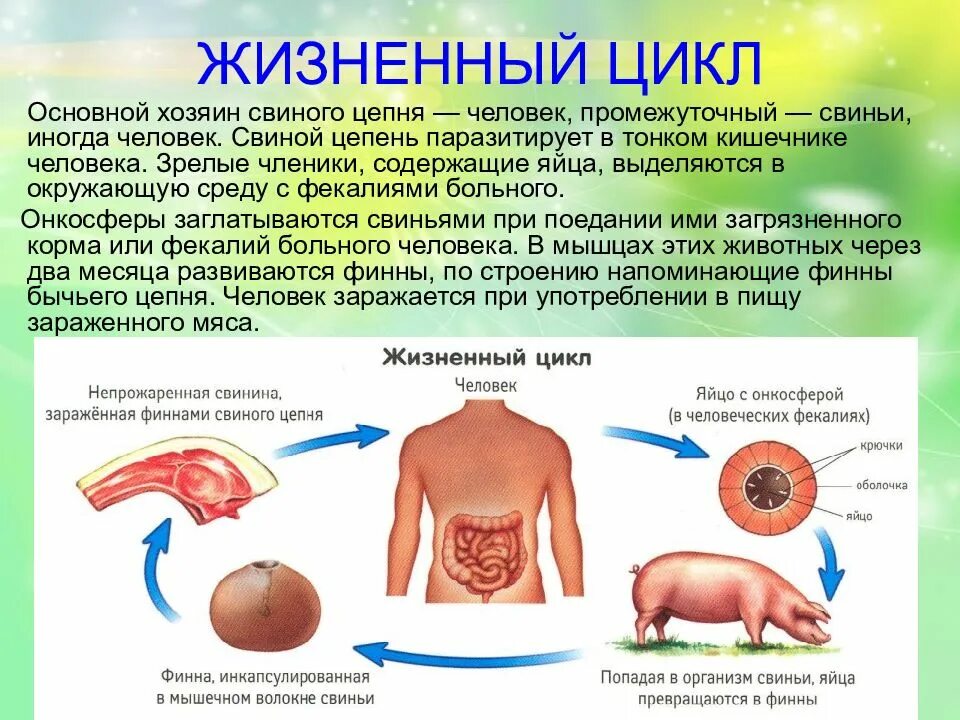 В организме зараженного развивается