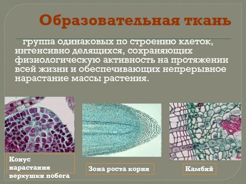 Функции образовательной ткани растений. Образовательная ткань конус нарастания. строение образовательной ткани. описание образовательной ткани. образовательная ткань растений фото.