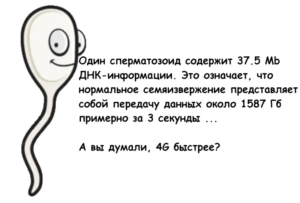 Что значит конча. Сперматозоид содержит. Сколько информации в сперматозоиде. Скорость сперматозоида. Самый быстрый сперматозоид.