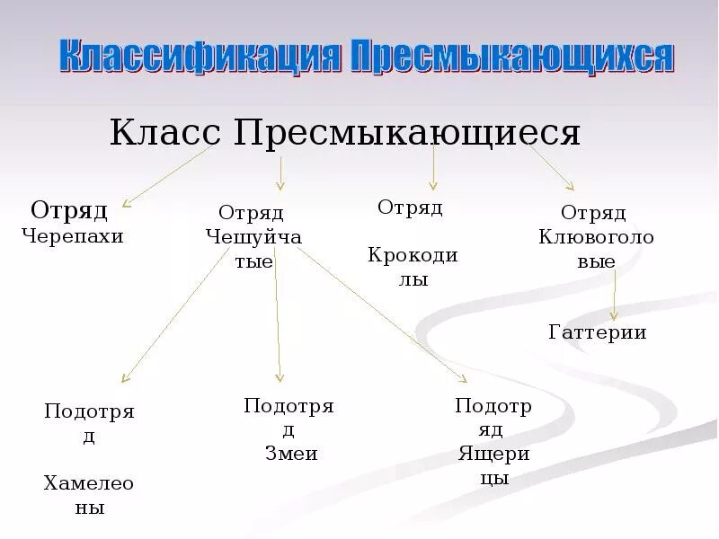 Класс пресмыкающиеся или рептилии классификация. Класс пресмыкающиеся 7 класс биология классификация. Схема класс пресмыкающиеся 7 класс. Систематика рептилий 7 класс биология.