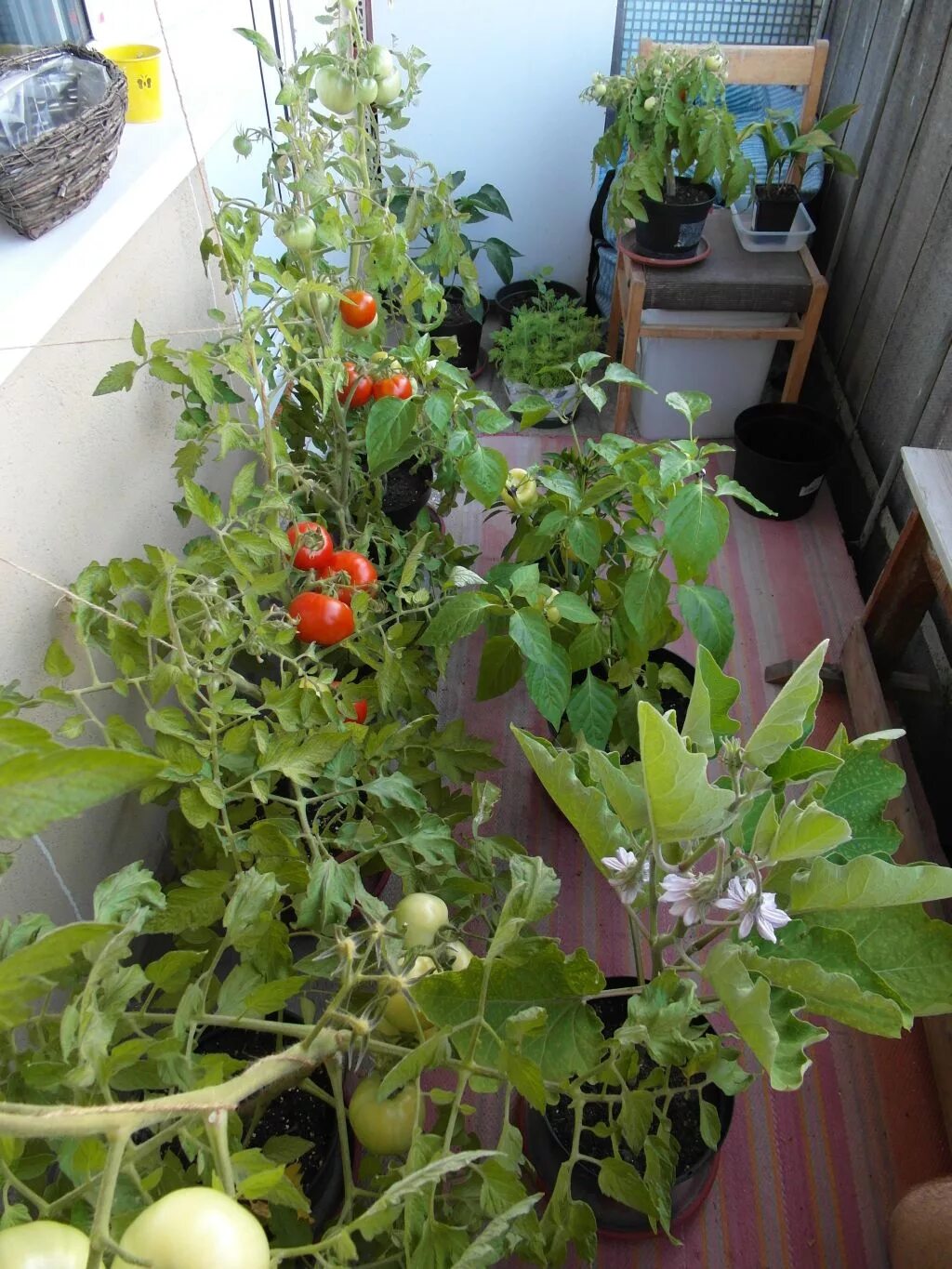 Огород на балконбалконе. Огород на балконе. Овощи на балконе. Огород на балконе помидоры.
